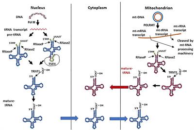 tRNA-Derived Small RNAs and Their Potential Roles in Cardiac Hypertrophy